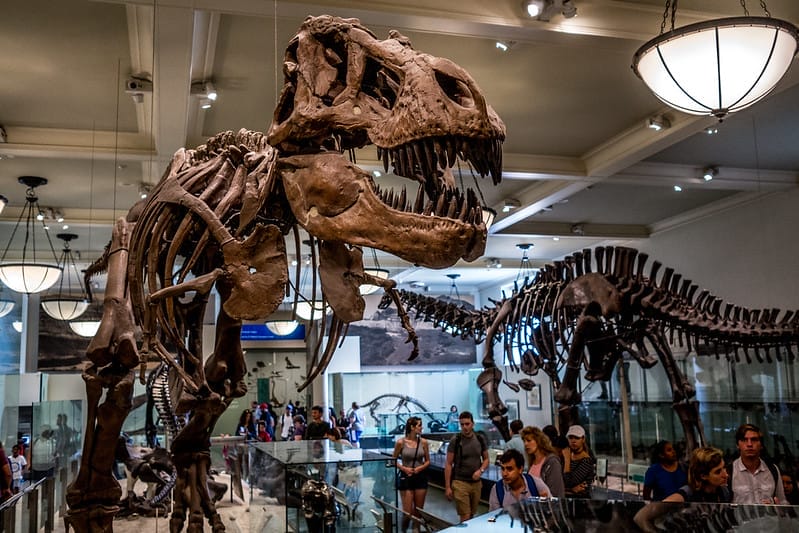Squelette de Tyrannosaurus rex exposé au Muséum d’Histoire Naturelle de New York