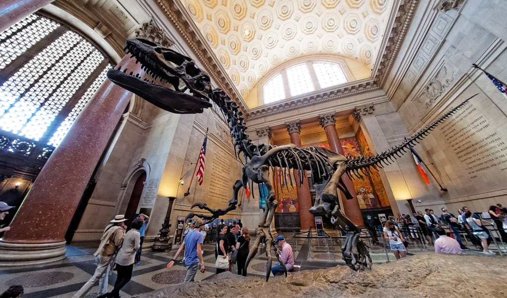 Squelette de dinosaure dans le hall d’entrée du Muséum d’Histoire Naturelle de New York