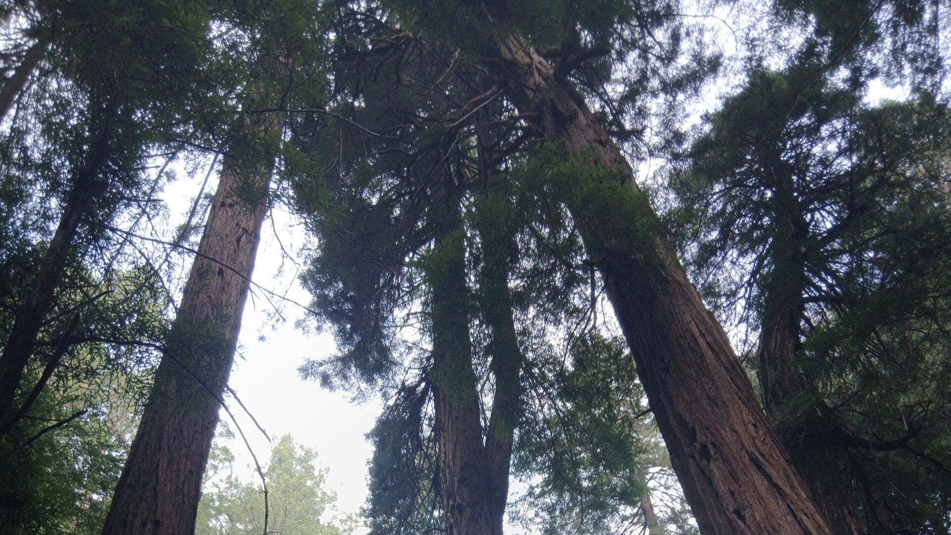 Impresionante sensación al caminar por Muir Woods.